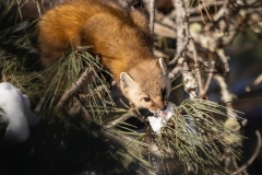 Pine Marten 20