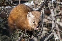 Pine Marten 26