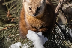 Pine Marten 23