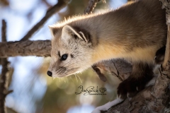 Pine Marten 9