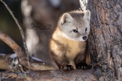Pine Marten 8