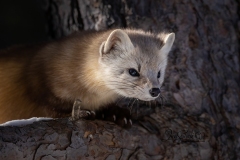 Pine Marten 11