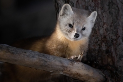Pine Marten 10