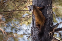 Pine Marten 28