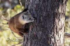 Pine Marten 30