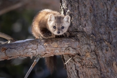 Pine Marten 16
