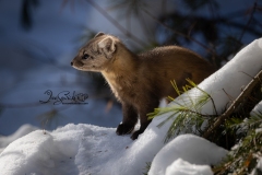 Pine Marten 29