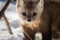 Pine Marten 4