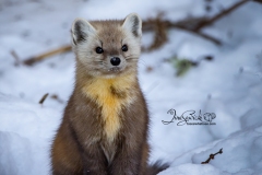 Pine Marten 7