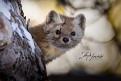Pine Marten 1
