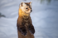 Pine Marten 33