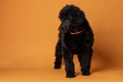 633A8559-ORANGE