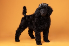 633A8585-IVY-CROWN