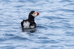 633A1318-ANGLE-PUFFIN-copy