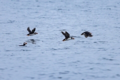 633A1470-FLYING-PUFFINS-copy