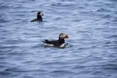 633A1675-PUFFINy