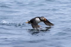 633A2123-PUFFIN