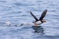 633A2125-PUFFIN