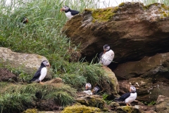 633A2362-PUFFINS-CLIFF