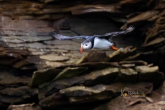 633A2385-PUFFIN-FLY