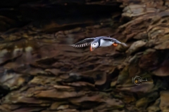 633A2392-PUFFIN-HOVER