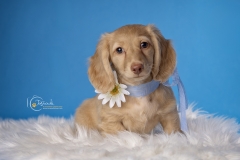 633A1104-MATTEO-FLOWER