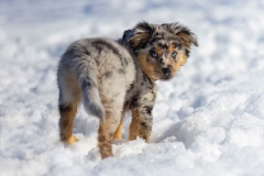 633A5090-ECHO-SNOWY