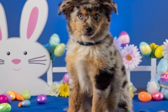 633A5883-ECHO-EASTER