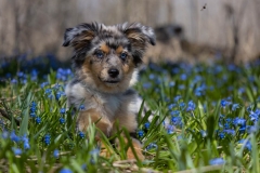633A9394-ECHO-FLOWERS-copy