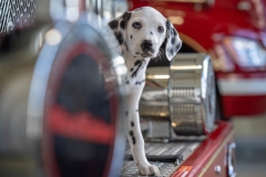 TINASAWICKI-PET-PHOTO4b