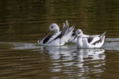 American Avocets 3 - Nov 2019 Holland Landing
