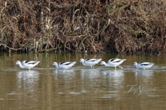 American Avocets 4 - Nov 2019 Holland Landing