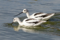 American Avocets - Nov 2019 Holland Landing