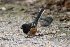 Spotted Towhee 2 - Dec 2019 Prince Edward Pt.