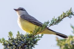 Western Kingbird 3 - Sept 2018 Prince Edward Pt.