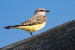 Western Kingbird 1 - Sept 2018 Prince Edward Pt.