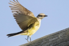 Western Kingbird 4 - Sept 2018 Prince Edward Pt.