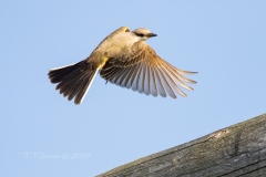 Western Kingbird 2 - Sept 2018 Prince Edward Pt.