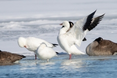 Ross's Geese 1 - Feb 2019 Wellington Harbour