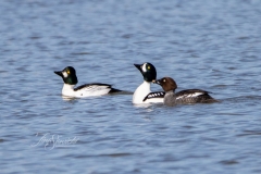 Barrows Goldeneye 3 March 2020 Ajax