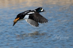 Barrows Goldeneye 4 March 2020 Ajax