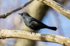 Rusty Blackbird 2 March 2020 Prince Edward Point