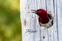 Red-Headed WoodPecker 2 June 2020 Marmora