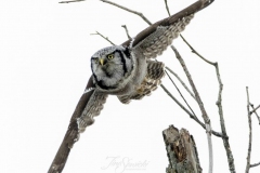 Hawk Owl 3 - Jan 2020 Schomberg