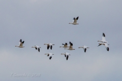 Snow Geese - Oct 2019 New Liskeard