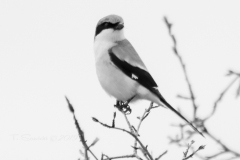 Loggerhead Shrike - May 2019 Napanee