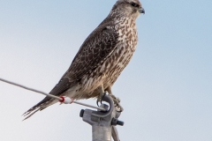 Gyrfalcon - Feb 2020 Frontenac