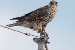 Gyrfalcon 3 - Feb 2020 Frontenac