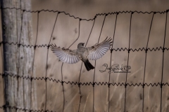 Say's Pheobe 2 - Amherst Island April 2021