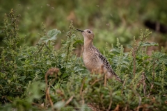 BUFF-BREASTED SANDPIPER 3